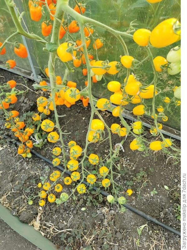 Клубничка желтая