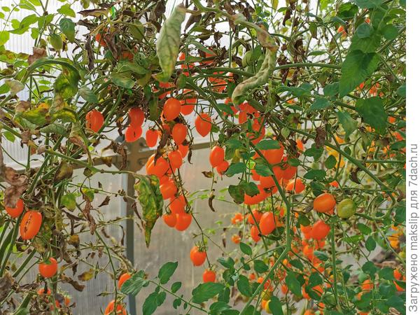 Клубничка оранжевая