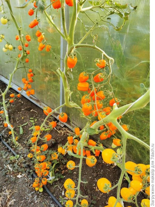 Клубничка оранжевая