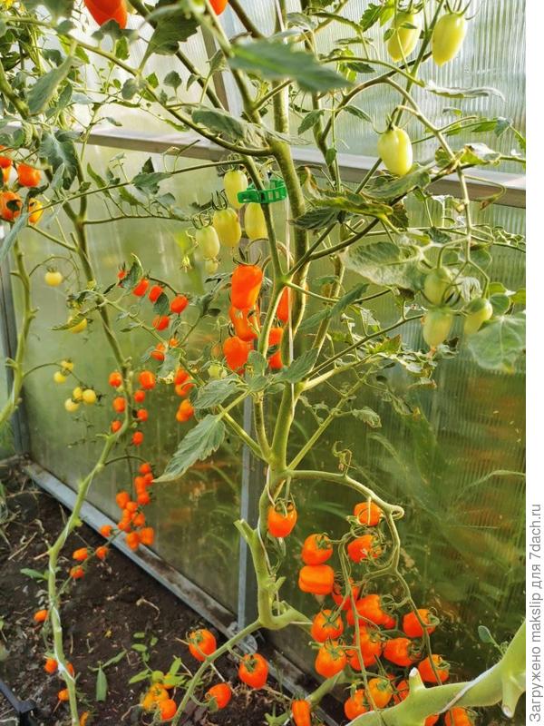 Клубничка оранжевая