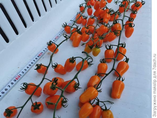 Клубничка оранжевая