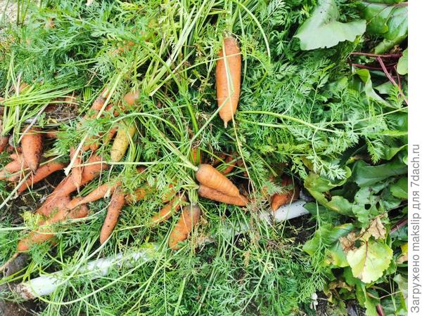 Фотка не показывает всего маштаба, но это гора высотой около 1 метра.