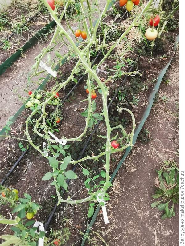 Калачик. Томат на приспускании.