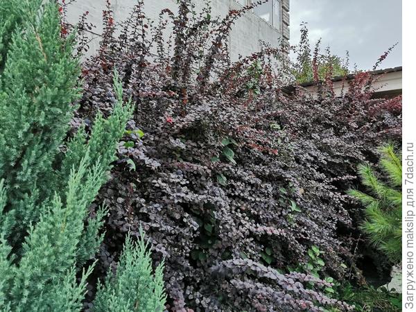 Можжевельник и барбарис