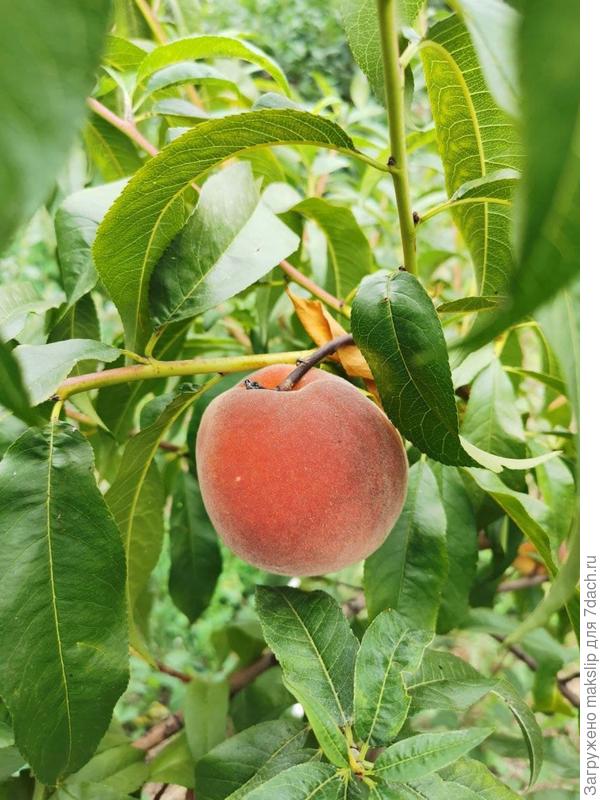Липецкий персик