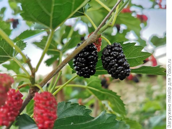 Липецкая шелковица