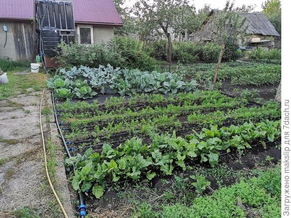 Капельный полив