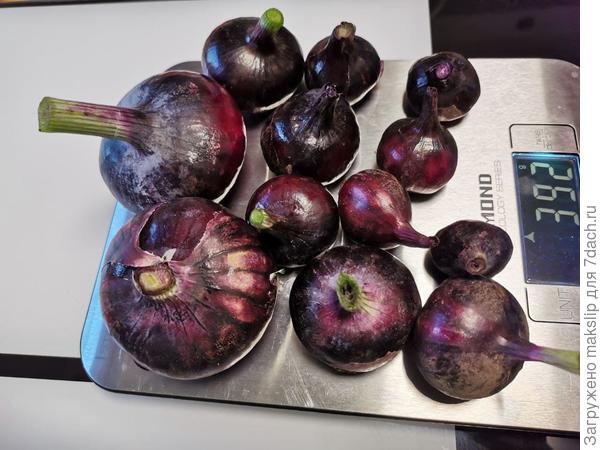 Ялтинский лук