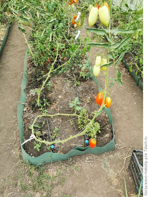 пАмидоры на приспускании