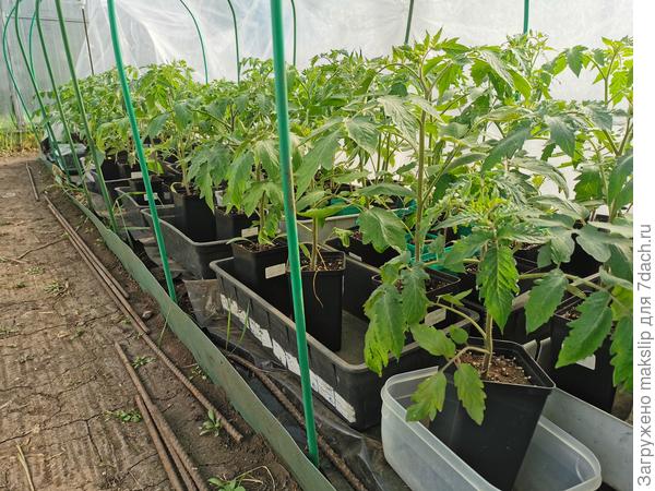 0,8 л. после перевалки из 0,3 л.