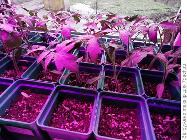 0,3 л. на подоконнике Северного окна