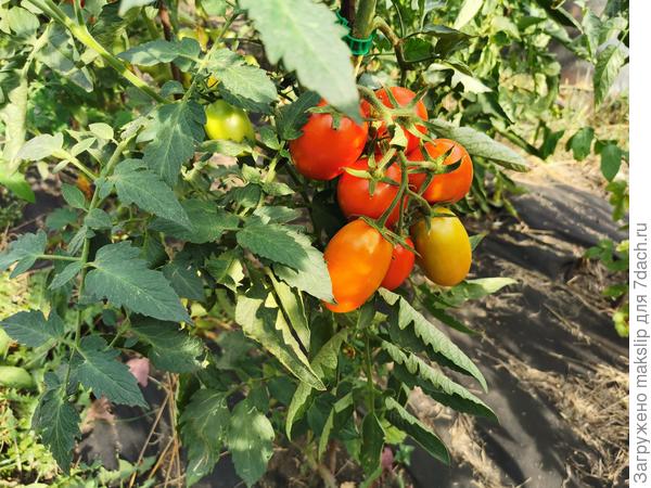 Томаты под мульчей