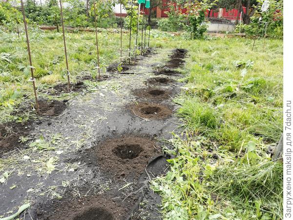 Лунки под томаты