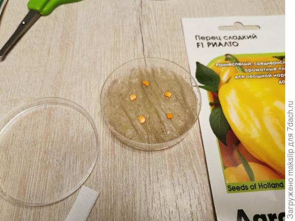 Проращивание в чашке Петри на 3-х слоях туалетной бумаги с закрытием ватным диском.