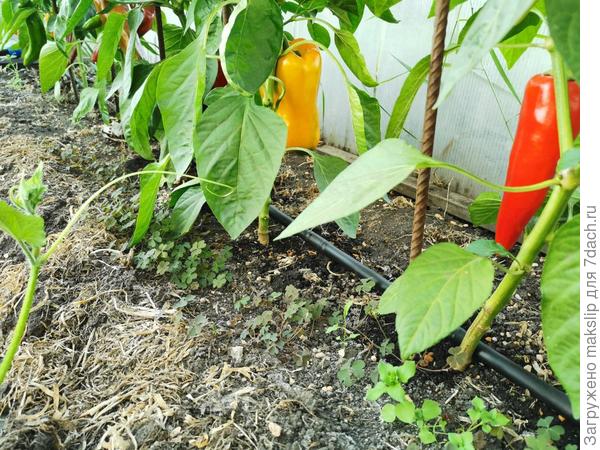 КП по перцам