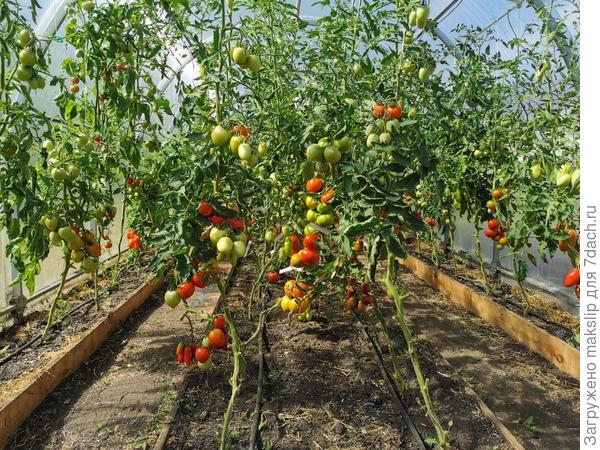 КП в томатной теплице