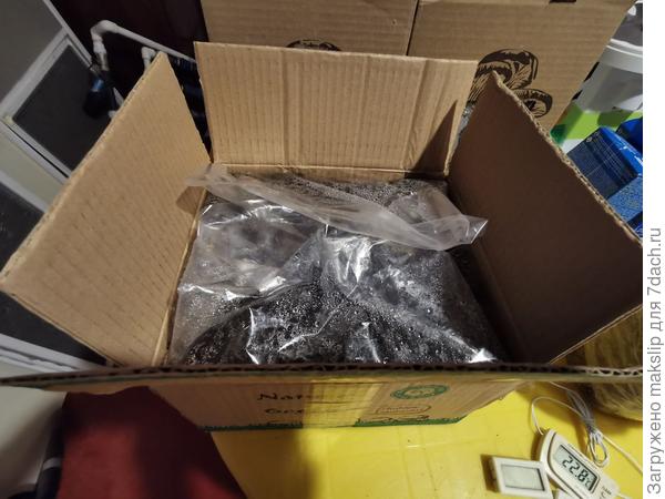 Шампиньоны потихоньку зарастают