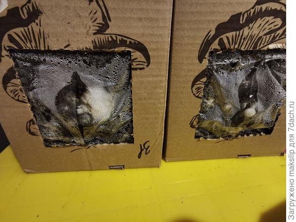 Вешенки начинают зарастать