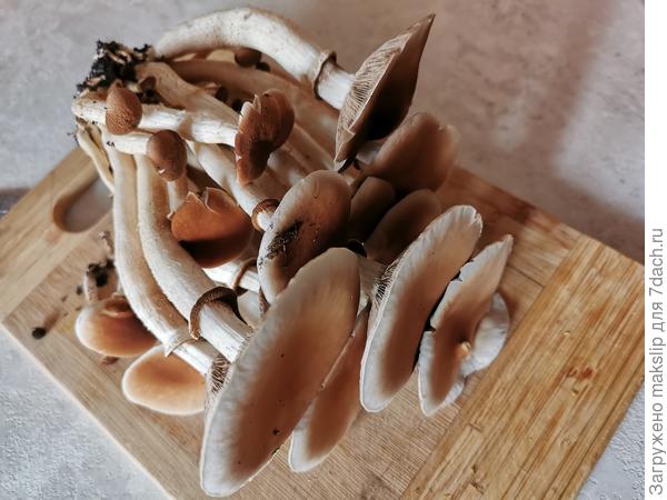 Опенок тополиный