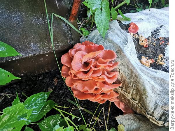 Вешенка розовая в огороде