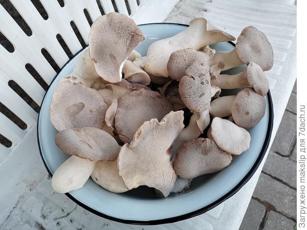 Вешенка королевская. Урожай