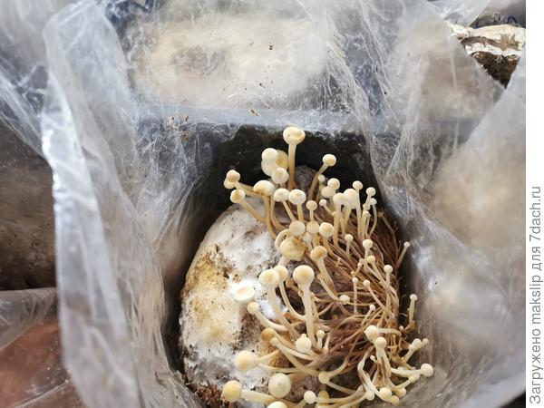 Опенок зимний. Фламмулина