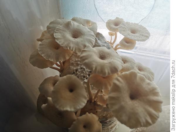 Пилолистник тигровый