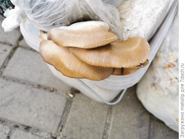 Вешенка розовая в парнике