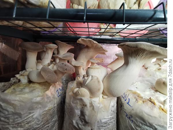 Вешенка королевская