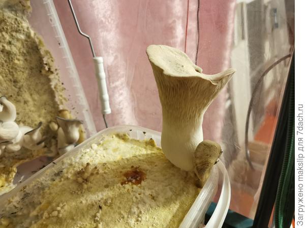 Вешенка королевская