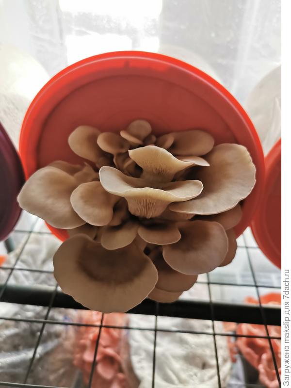 Вешенка в парнике