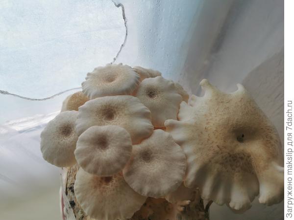 Пилолистник тигровый