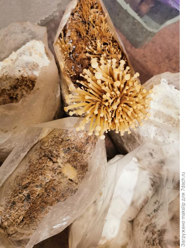 Фламмулина нитевидная. Эноки белый