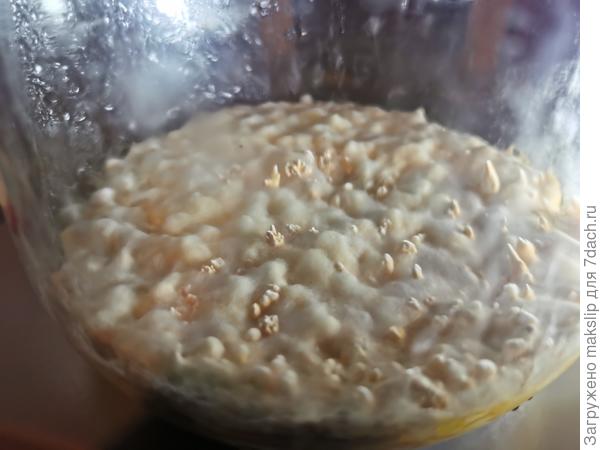 Кордицепс военный на буром рисе. Лекарственный гриб