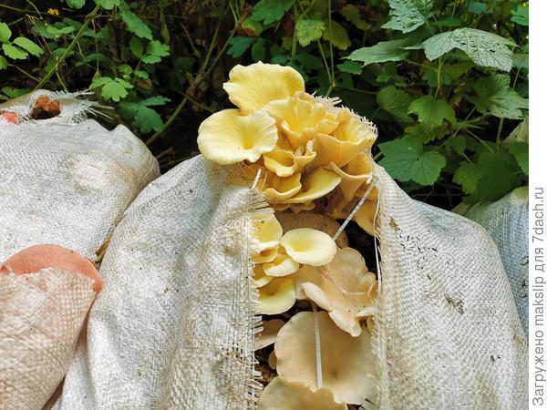 Вешенка лимонная в огороде