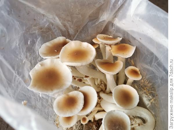 Опенок тополиный