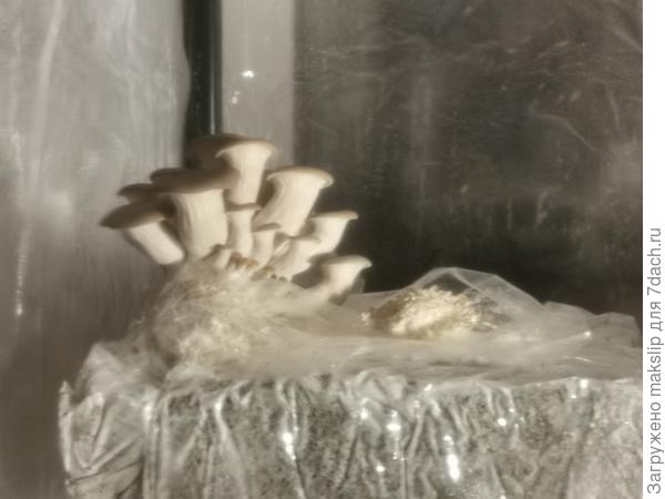 Вешенка в парнике