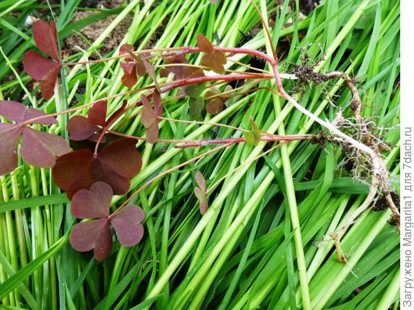 Ползучие корни, при выкапывании остаются МЕЛЬЧАЙШИЕ корешки(практически волоски) и прорастают сразу же.