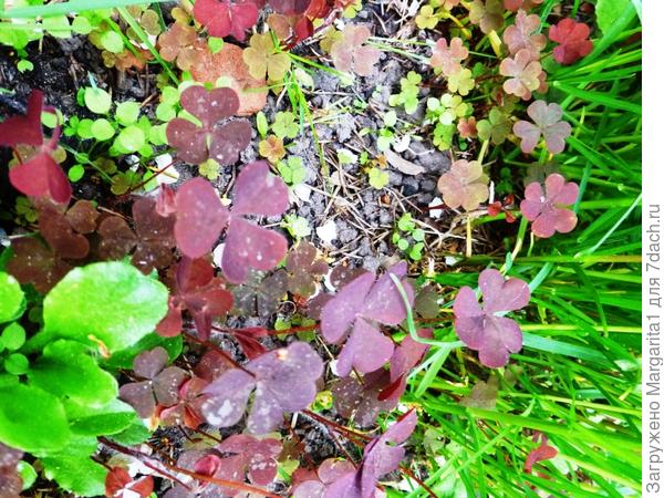 И как он называется? оксалис?