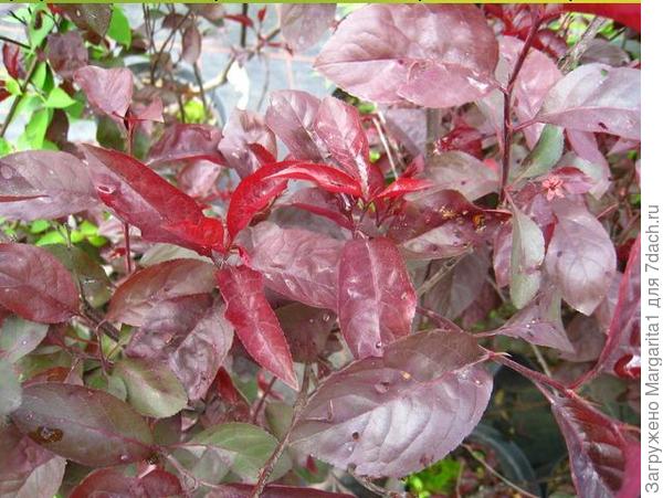 слива цистена