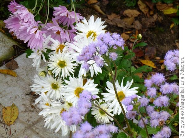 Агератум очень долго цветет