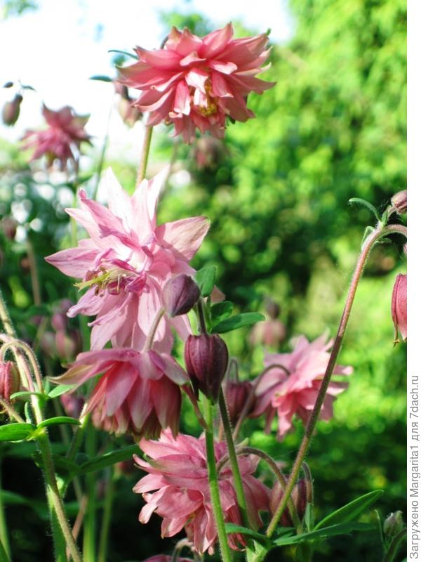 Махровая аквилегия из семян