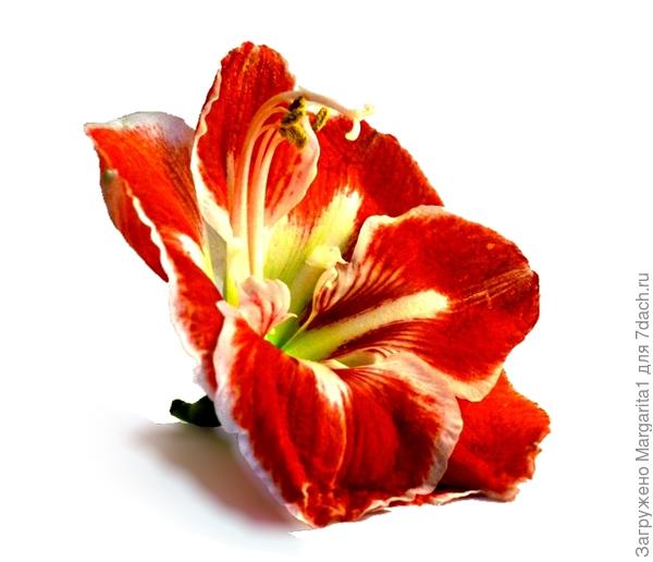 /gallery/profile/#/profile/Margarita1/created/photos/_topic_110242