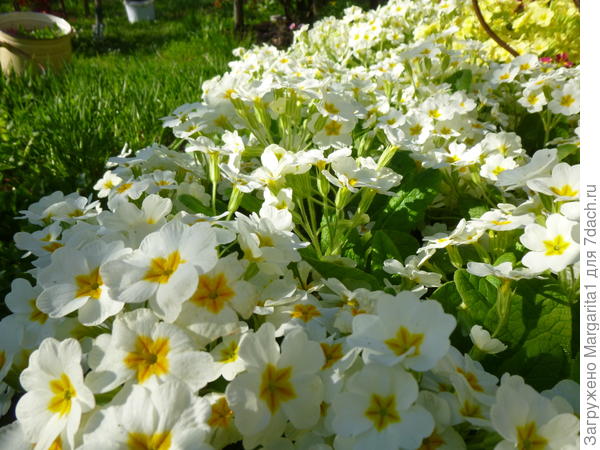 очень быстро разрастается