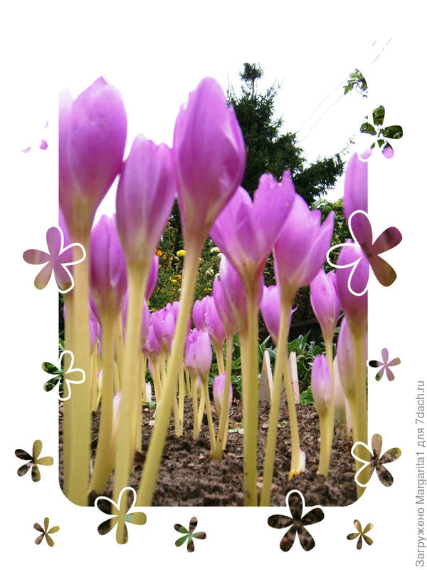 Красиво, но к крокусам не относится