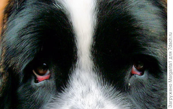 Когда хозяин уходит на работу