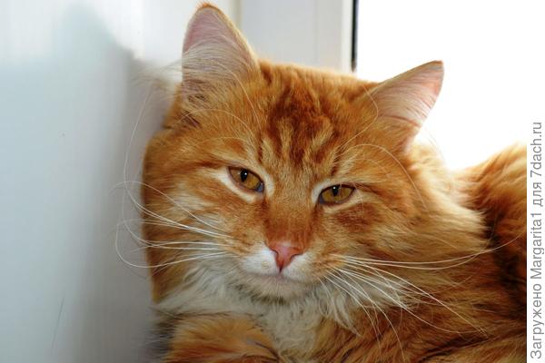 Мои мысли не скакуны