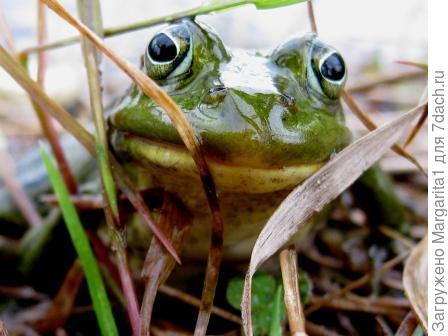 За мои зеленые глаза...