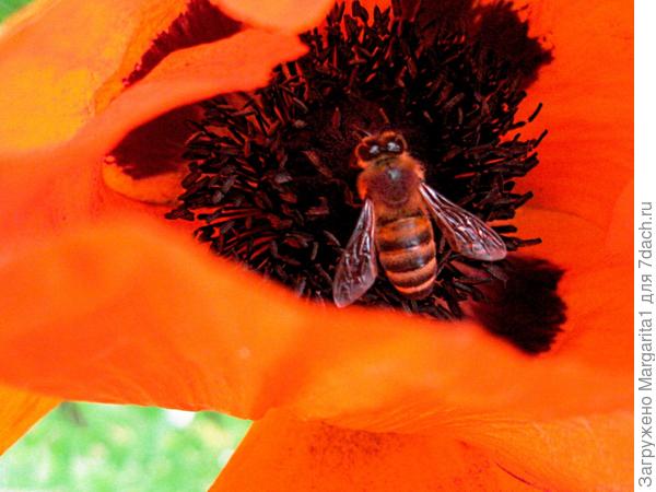 Маковая пчелка