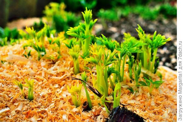 Белая диклитра, а красная  у меня еще спит, так как посажена в тени